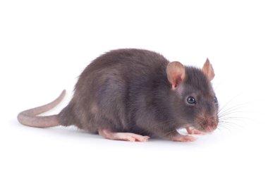  Beyaz arka plan üzerinde izole sıçan yakın çekim