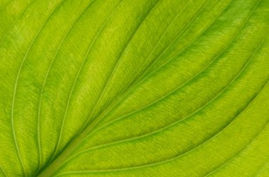 Arkaplan olarak yeşil yaprağın dokusu