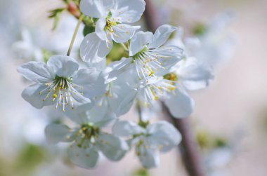 Güzel arkaplanı olan kiraz dalı