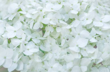 romantik çiçek arka plan beyaz ortanca çiçek ihale