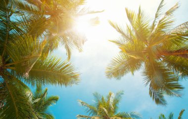 Hindistan cevizi ağacı gökyüzü arka plan üzerinde