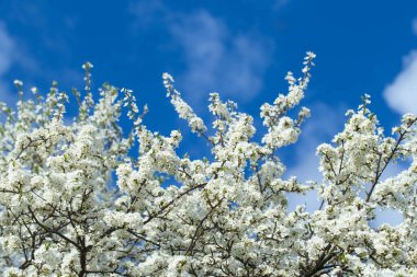 Çiçekli bahar sınır arkaplanı, yakın plan. Soyut çiçek bahar arkaplanı. Bulanık doğa arkaplanı üzerindeki çiçekler