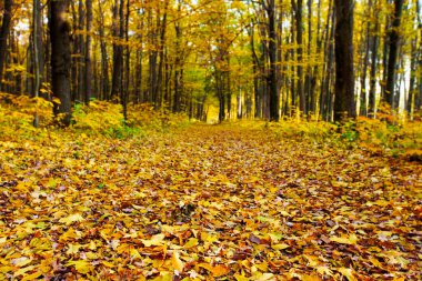 Sonbahar ormanı ve bir ayak izi.