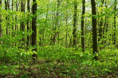 Orman ağaçları. doğa yeşil ahşap güneş ışığı arka planı
