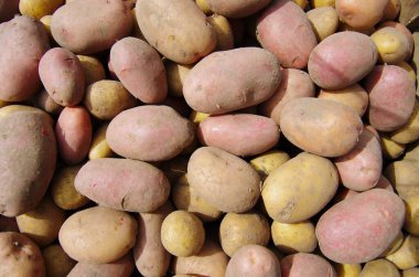 Bir tarlada patates hasat etmek.