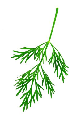 yeşil dereotu beyaz arkaplanda izole edildi