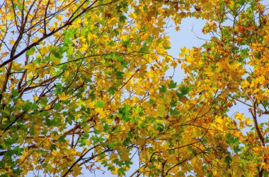 Sarı akçaağaç bir dal sonbahar yaprakları.