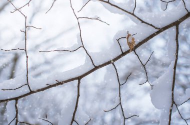 Arka plan ağaç dalları günü kar
