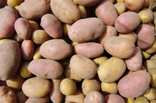 Bir tarlada patates hasat etmek.