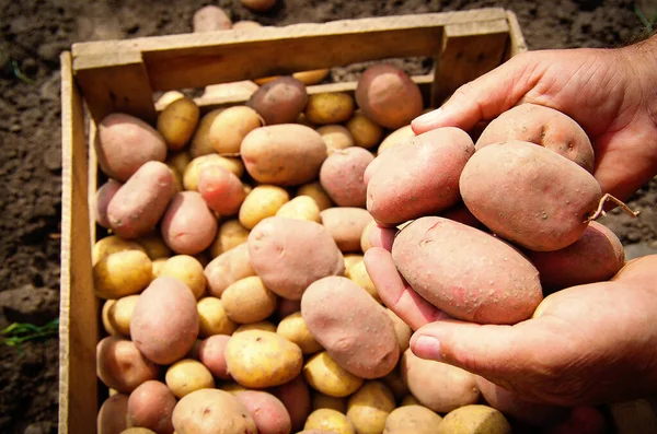 Yerden yeni çıkarılmış taze patatesleri tutan eller.