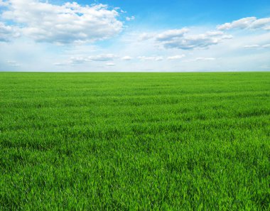 yeşil tarla ve mavi gökyüzü