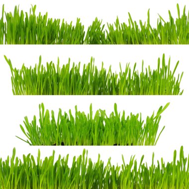 Beyaz arkaplanda yeşil çimen izole