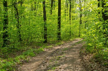 Yeşil yaz ormanlarında patika