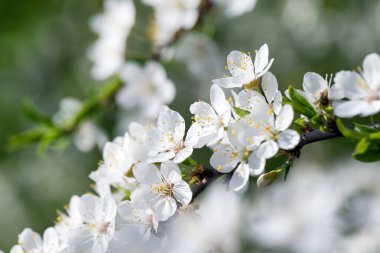Çiçekli bahar sınır arkaplanı, yakın plan. Soyut çiçek bahar arkaplanı. Bulanık doğa arkaplanı üzerindeki çiçekler