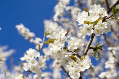 Bahar zaman içinde gökyüzü güzel kiraz çiçeği sakura