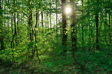 Orman ağaçları. doğa yeşil ahşap güneş ışığı arka planı