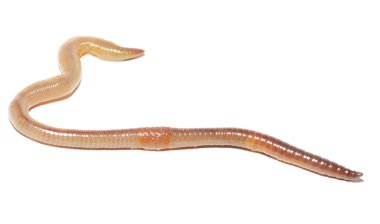 solucan beyaza yakın çekim