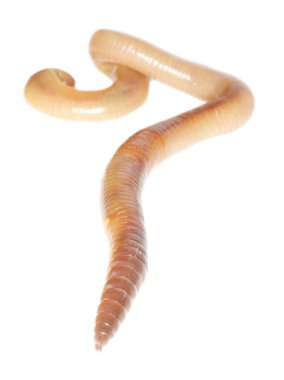 solucan beyaza yakın çekim