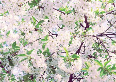 Beyaz çiçekli bahar dalı