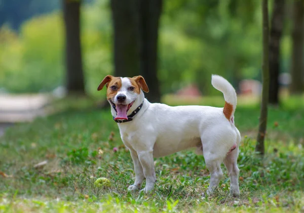 Jack Russell parkta çimlerin üzerinde teriyer köpeği