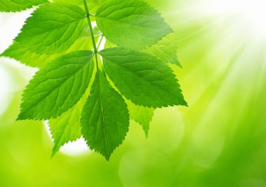 yeşil arka plan üzerinde yeşil yaprakları