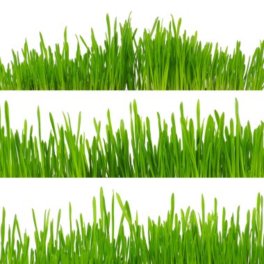 Beyaz arkaplanda yeşil çimen izole