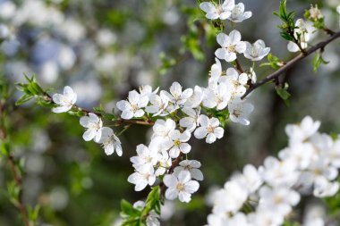 Çiçekli bahar sınır arkaplanı, yakın plan. Soyut çiçek bahar arkaplanı. Bulanık doğa arkaplanı üzerindeki çiçekler