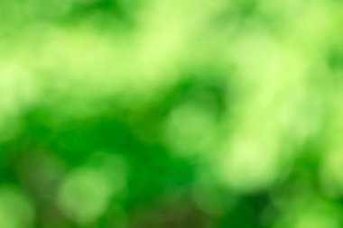 Yeşil bokeh arka plan doğa orman odak dışı