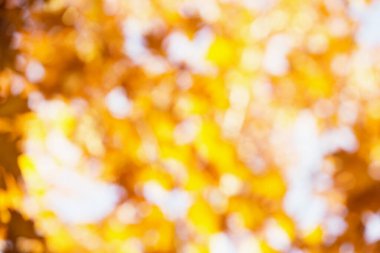 bulanık sonbahar arka plan