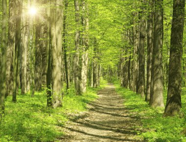 Sabah güzel orman manzarası