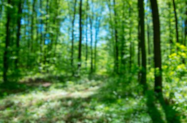 Bahar ormanı arkaplanı bulanık