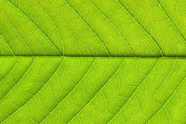 Yeşil yaprak dokusunu kapat