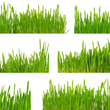 Beyaz arkaplanda yeşil çimen izole