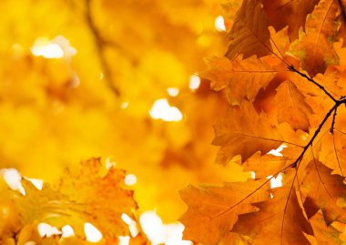 Sonbahar ormanlarındaki dallarda yapraklar.