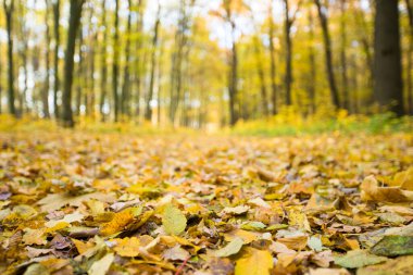 Güneş ışınları ile altın sonbahar orman