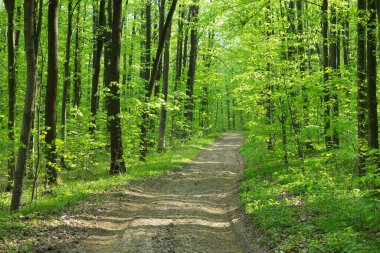 Orman ağaçları. doğa yeşil ahşap güneş ışığı arka planı