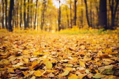 Güneş ışınları ile altın sonbahar orman