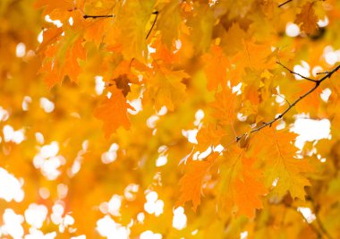 Sonbahar sarı akçaağaç yaprakları arka planda