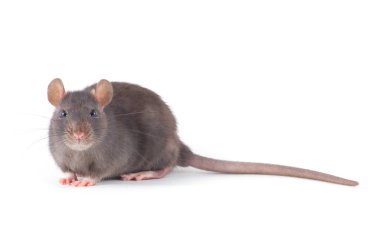  Beyaz arka plan üzerinde izole sıçan yakın çekim