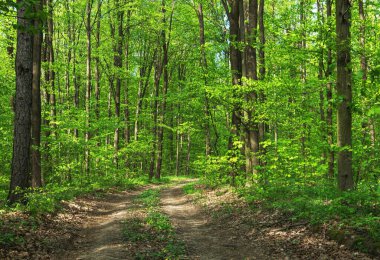 Orman ağaçları. doğa yeşil ahşap güneş ışığı arka planı
