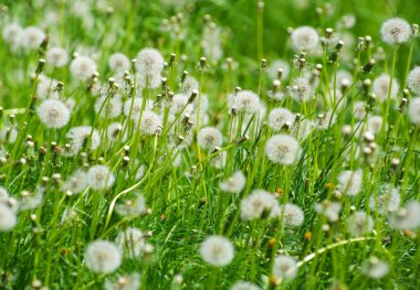 dandelions ile yeşil alan.