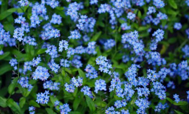 Bahar çayırında küçük mavi unutma beni çiçekleri