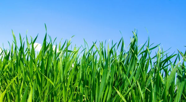 güneş ışığı ve ufuk gökyüzü arka plan bahar çimen