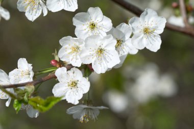 Çiçekli bahar sınır arkaplanı, yakın plan. Soyut çiçek bahar arkaplanı. Bulanık doğa arkaplanı üzerindeki çiçekler