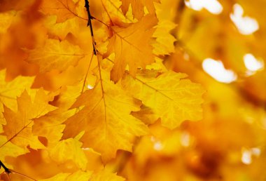 Sarı akçaağaç bir dal sonbahar yaprakları.