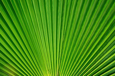 Leaves of coconut palms and sun rays through them close-up.