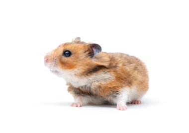 Beyaz bir arka plan üzerinde izole hamster
