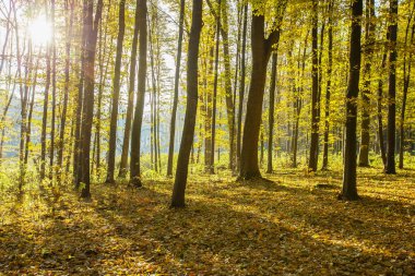 Güneş ışınları ile altın sonbahar orman