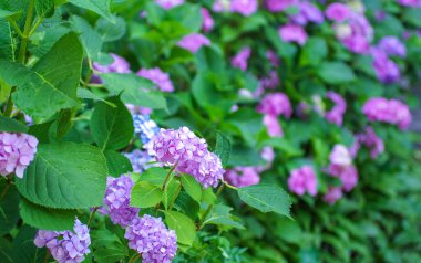 Pembe ortanca çiçekleri yakın.