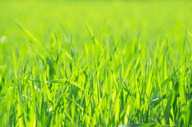 seçici odak ile yeşil çim arka plan